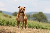 AMSTAFF ADULT 511